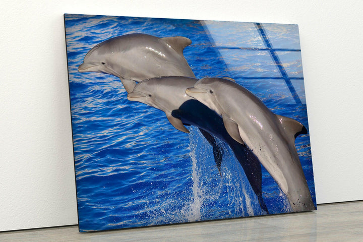 Bottlenose Dolphin Glass Wall Art photo print on glass, prints on glass wall art