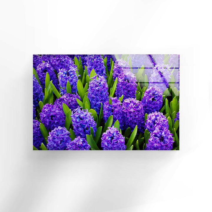 Hyacinth Flower in Garden Glass Wall Art glass photo prints, glass picture prints 