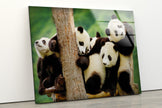 Baby Panda Tempered Glass Wall Art
