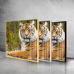 Tiger Tempered Glass Wall Art