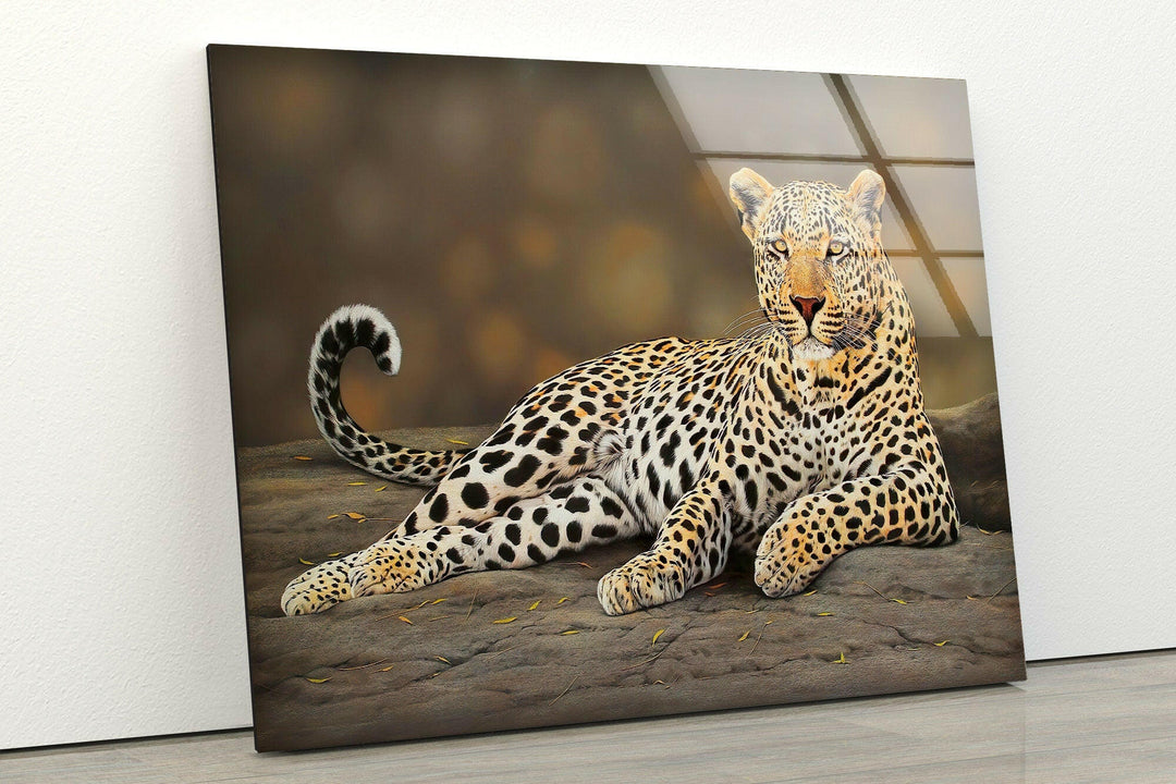 Laying Cheetah Glass Wall Art glass pictures for Wall, glass prints wall art
