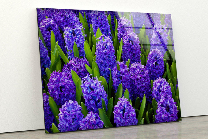 Hyacinth Flower in Garden Glass Wall Art Glass Printing Wall Art, Print photos on glass