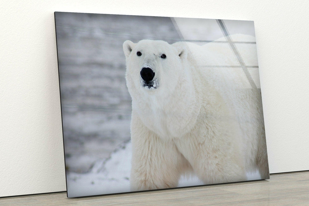Polar Bear Glass Wall Art print on glass, glass printed photos