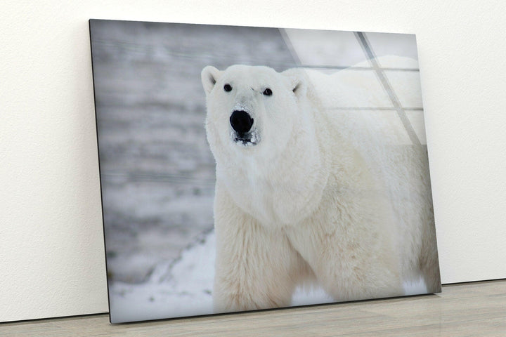 Polar Bear Glass Wall Art print on glass, glass printed photos