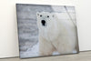 Animal Polar Bear Tempered Glass Wall Art