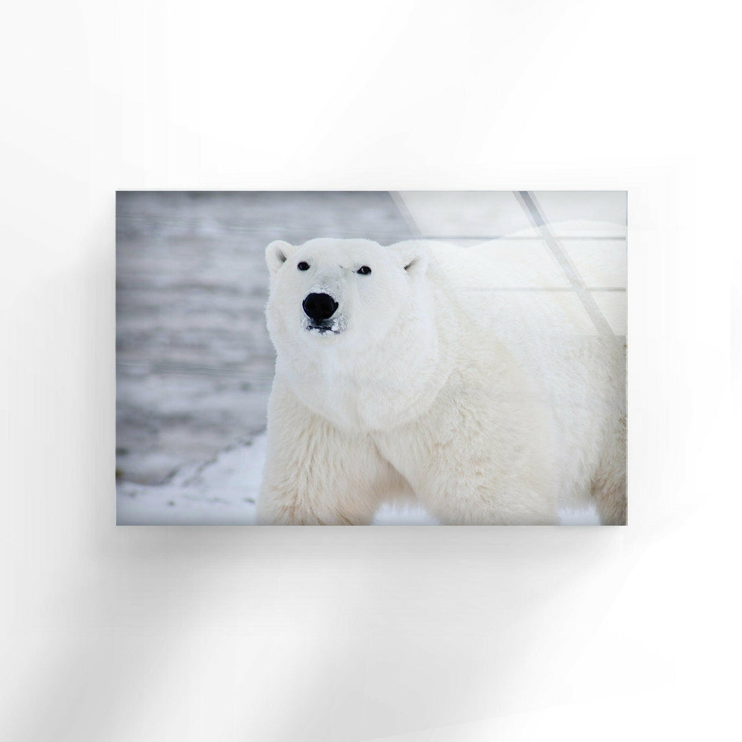 Polar Bear Glass Wall Art large glass photo prints, glass wall photos