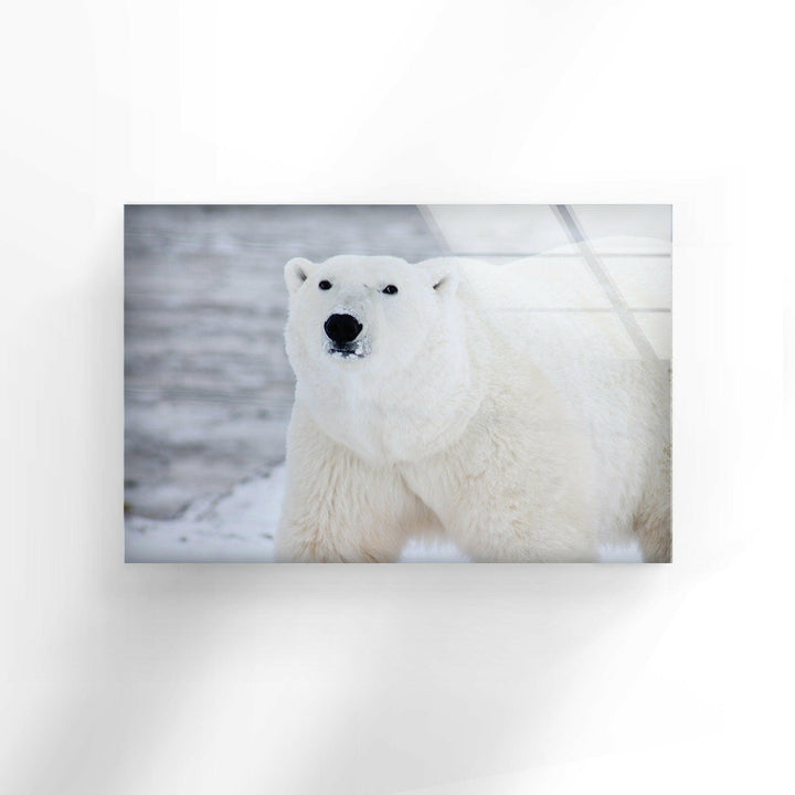 Polar Bear Glass Wall Art large glass photo prints, glass wall photos