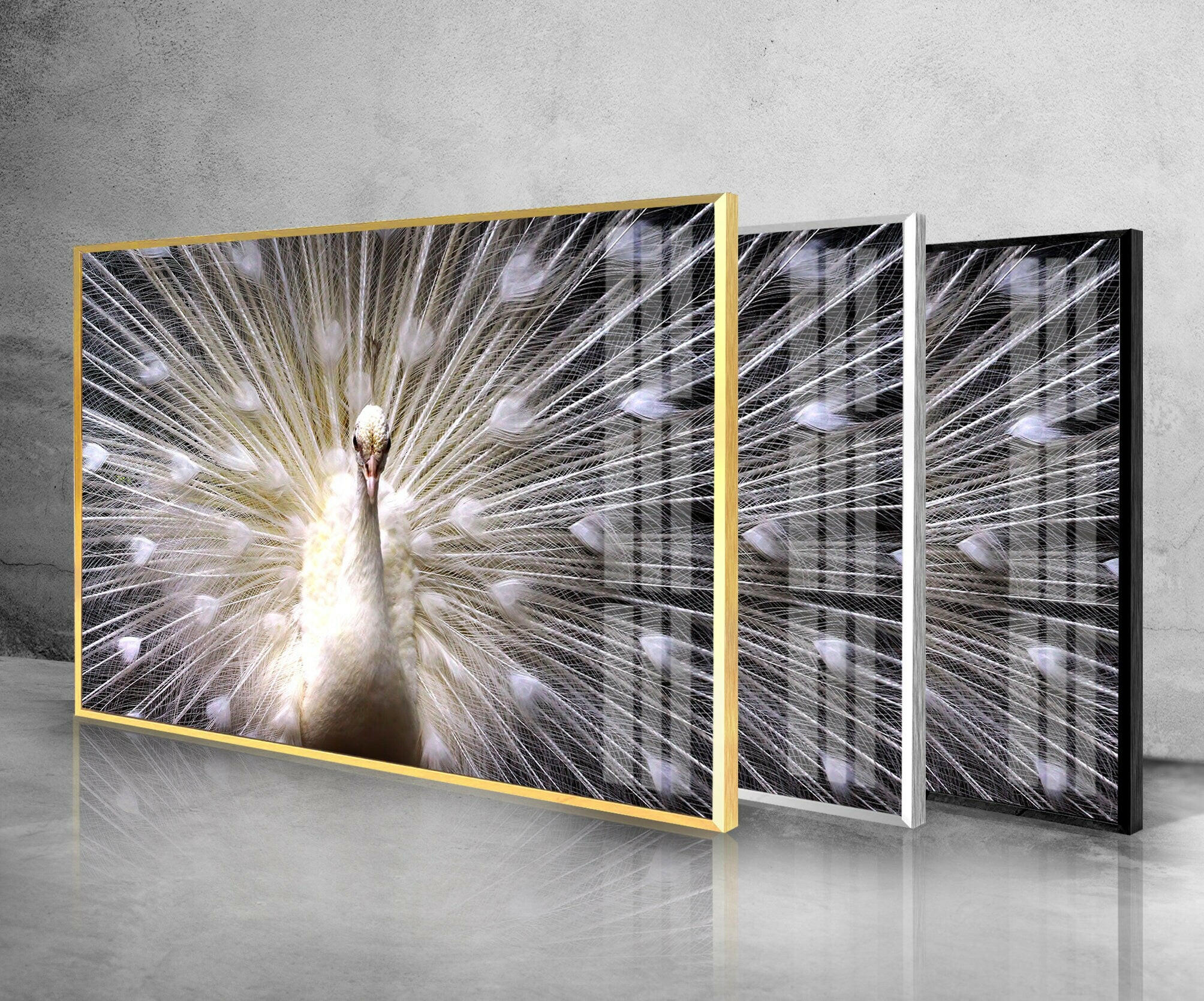 White Peacock Tempered Glass Wall Art