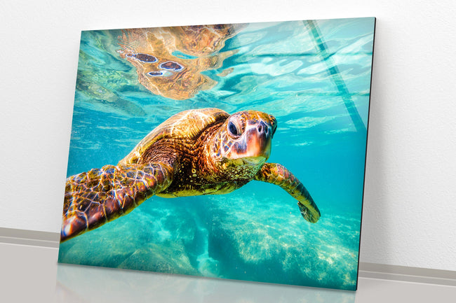 Sea Turtle Sea Life Tempered Glass Wall Art