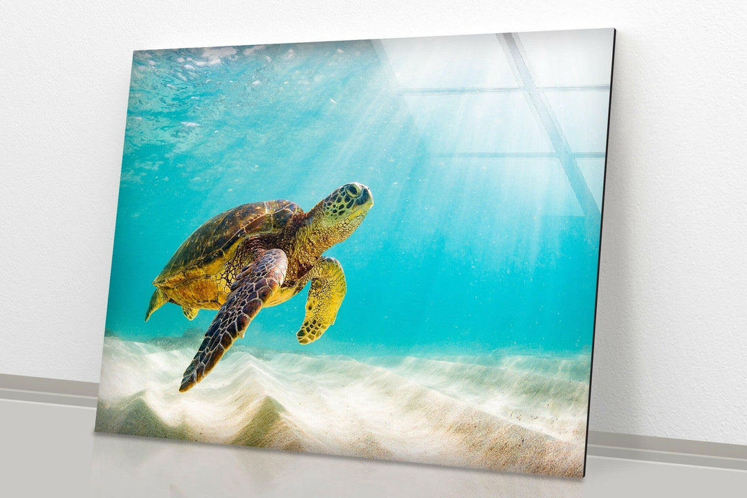 Sea Turtle Tropical Glass Wall Art glass image printing, glass prints from photos