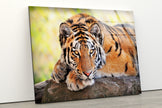 Wild Tiger Animal Tempered Glass Wall Art