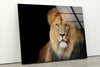 Safari Animal Lion Tempered Glass Wall Art