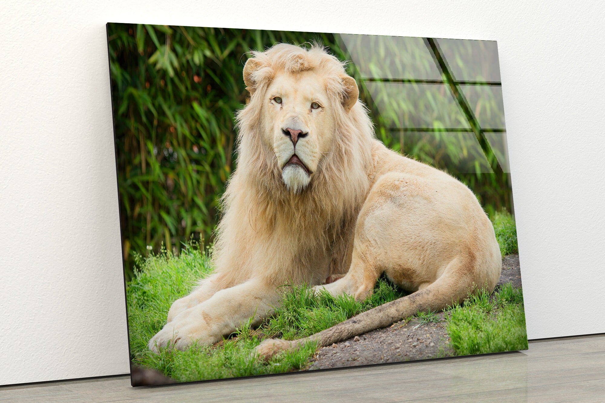 Safari Lion Tempered Glass Wall Art