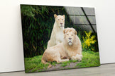 Lions Tempered Glass Wall Art