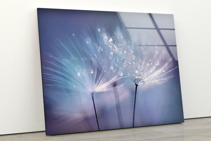 Dandelion Seed With Drops Glass Wall Art, photo print on glass, prints on glass wall art