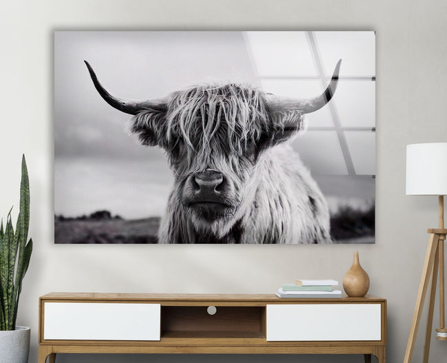 Scottish Cow Tempered Glass Wall Art