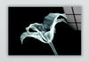 Xray Flowers Tempered Glass Wall Art