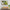 Green Naturel Botanical Tempered Glass Wall Art