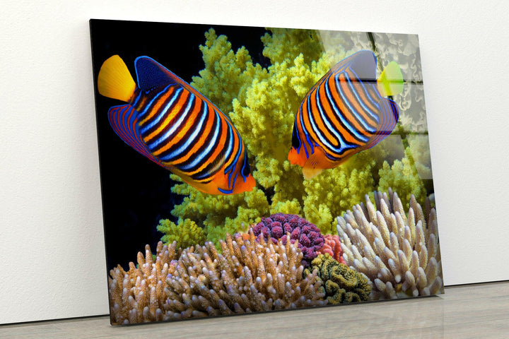 Polyp Butterflyfish Glass Wall Art glass photo prints, glass picture prints