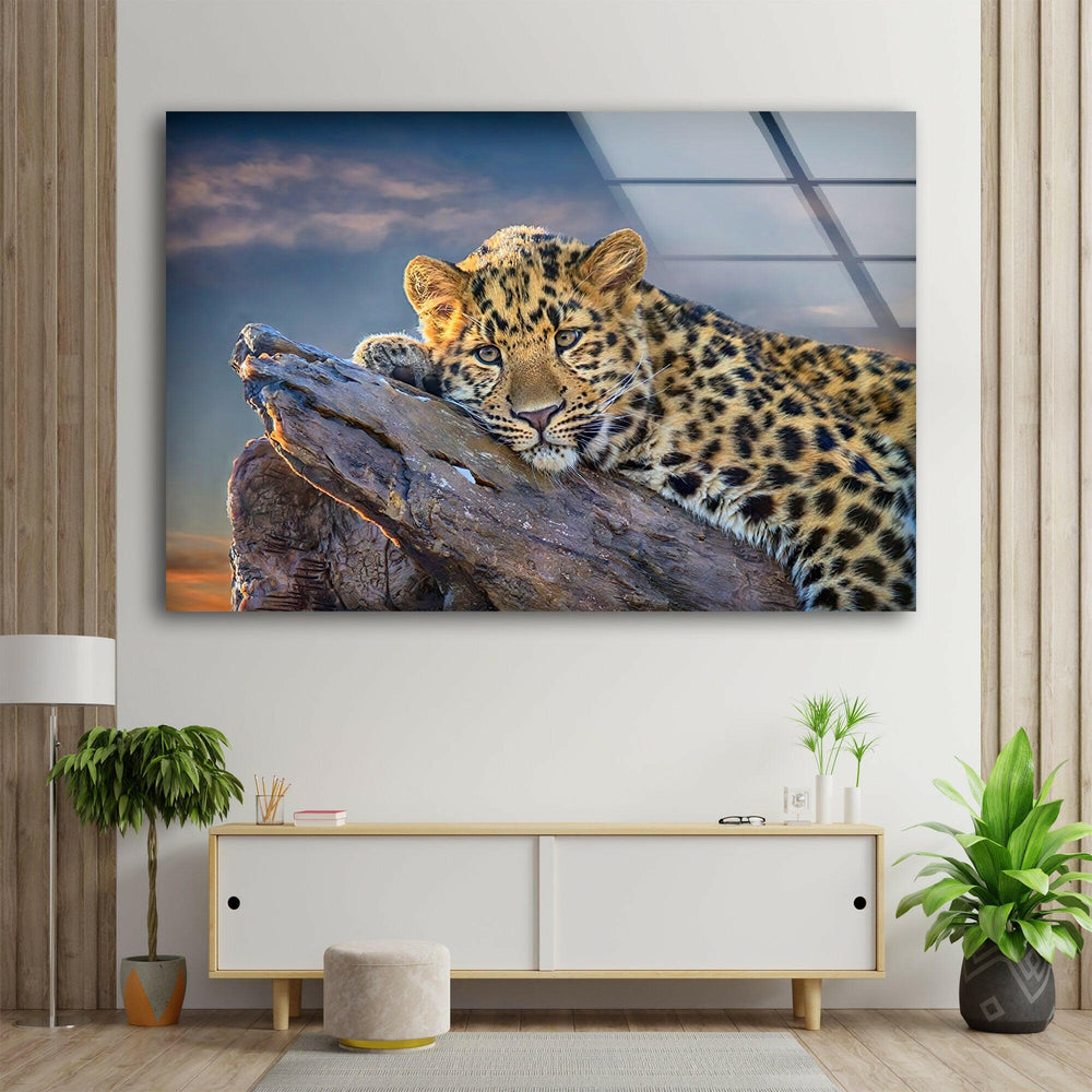 Majestic Amur Leopard Glass Wall Art custom glass photo prints, large glass prints