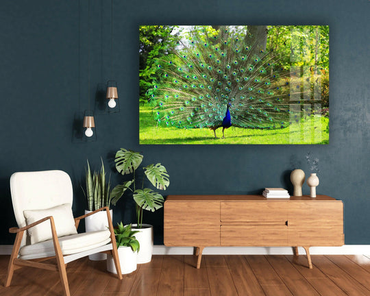 Peacock art is a horizontal glass wall art showing a peacock in nature and is glass photo print animal wall decor and glass image printing
