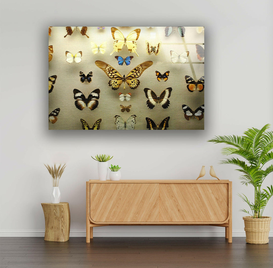 Butterfly Collection Glass Wall Art glass photo prints, glass picture prints