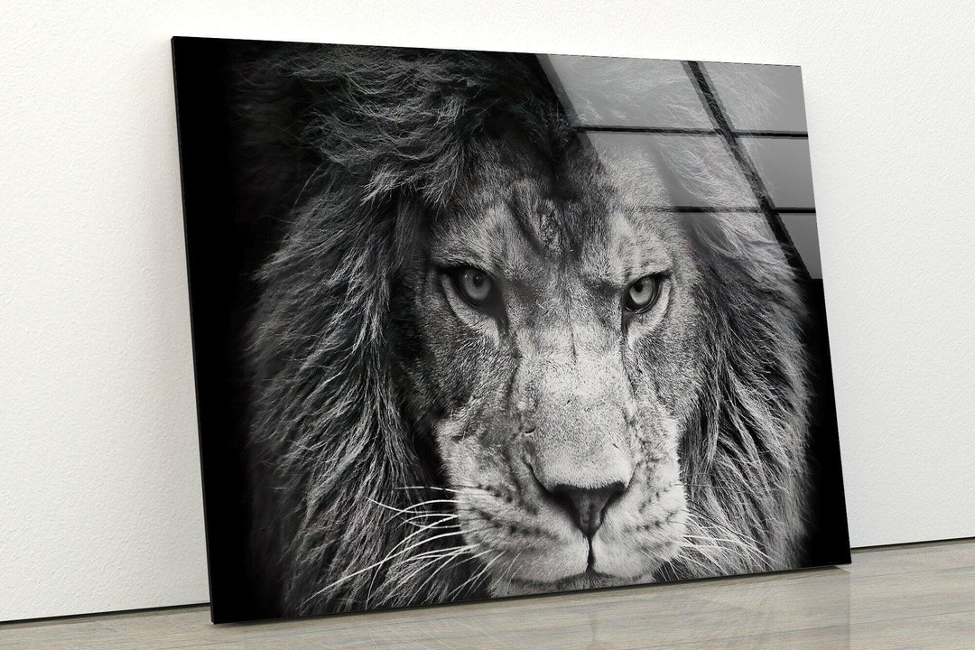 Bold black and white lion artwork emphasizing strength and detailed fur on tempered glass.