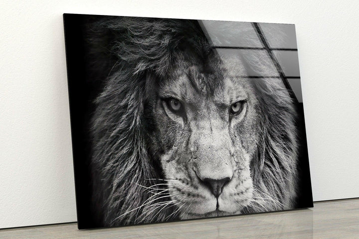 Bold black and white lion artwork emphasizing strength and detailed fur on tempered glass.